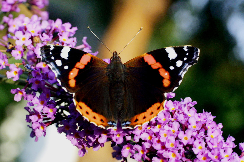 ADMIRAL-Vanessa atalanta